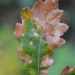Macro