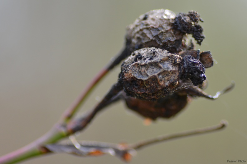 macro_2018_spring_002.jpg
