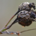 macro 2018 spring 002