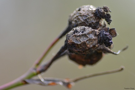 macro 2018 spring 002