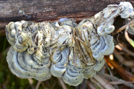 macro 2018 spring 003