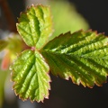 macro 2018 spring 004