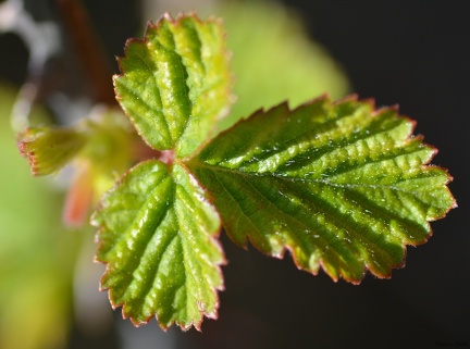 macro 2018 spring 004