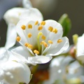 macro 2018 spring 005