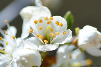 macro 2018 spring 005