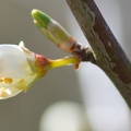 macro 2018 spring 007
