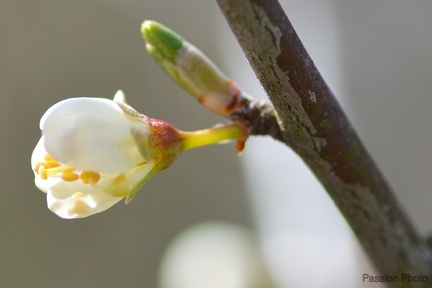 macro 2018 spring 007