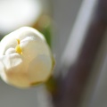 macro 2018 spring 008