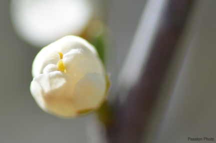 macro 2018 spring 008