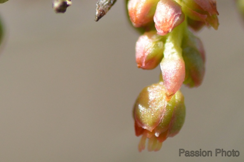 macro_2018_spring_009.jpg