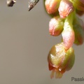 macro 2018 spring 009