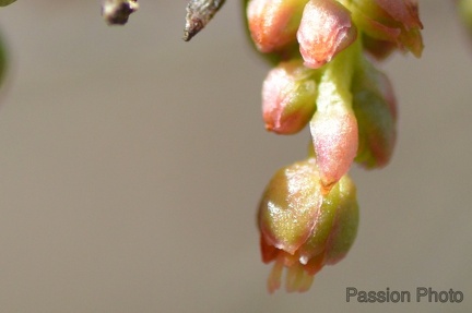 macro 2018 spring 009