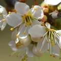 macro 2018 spring 010