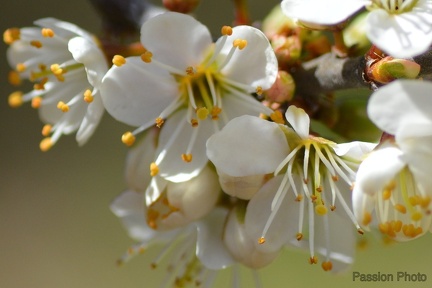 macro 2018 spring 010