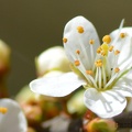 macro 2018 spring 011