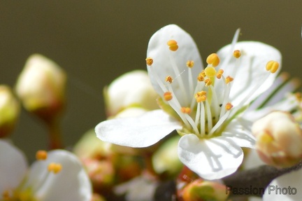 macro 2018 spring 011