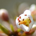 macro 2018 spring 012