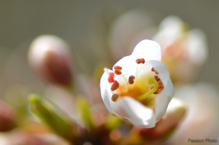 macro 2018 spring 012