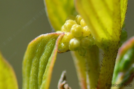 macro 2018 spring 014