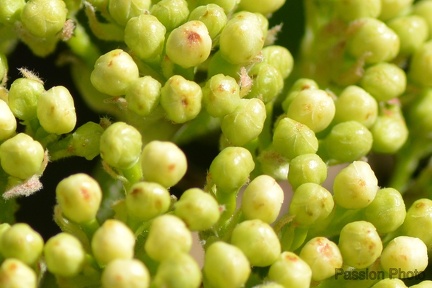 macro 2018 spring 015