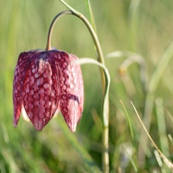 Fritillaire