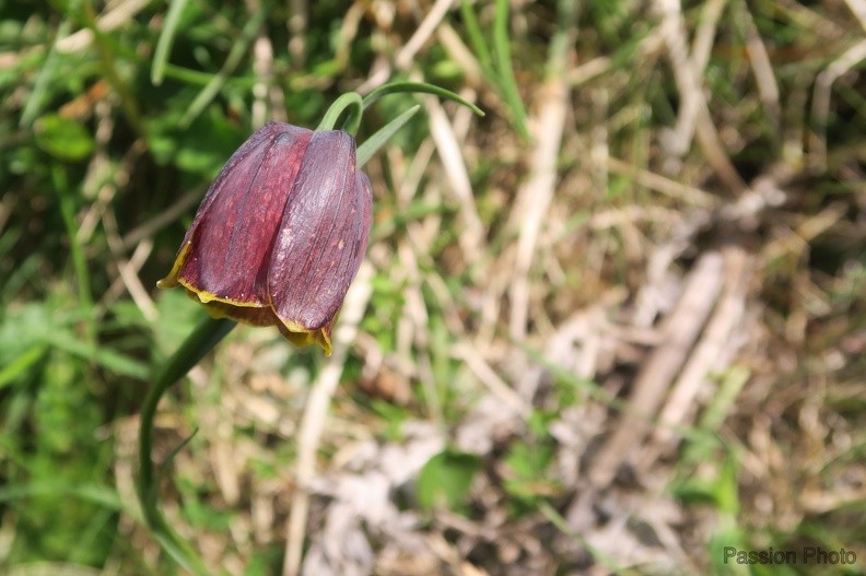 FRITI_019.jpg