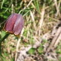 FRITI 019